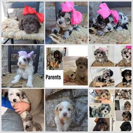 Cavapoo puppies from Silver Hill Farm