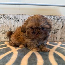 Colombia - Liver female Shih Tzu puppy in Success, Missouri from Sweet Success