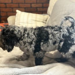 Goldendoodle Puppies from Southern Grace Acres