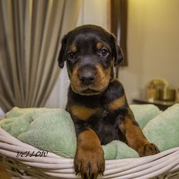 Boy 3 - Doberman Pinscher puppy in Ault, Colorado from Stand Alone European Dobermans