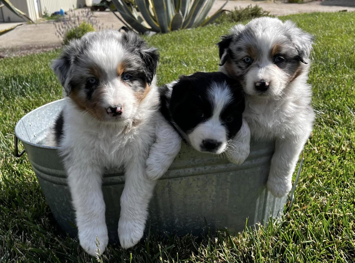Sheppard Dogs Ranch DeClue Ranch Australian Shepherds in California | Australian Shepherd ...
