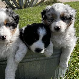 Australian Shepherds from DeClue Ranch Australian Shepherds