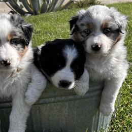 Australian Shepherds from DeClue Ranch Australian Shepherds