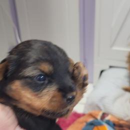 Dasie - Black and tan female Yorkshire Terrier puppy in Chickasha, Oklahoma from SISSYS YORKIES