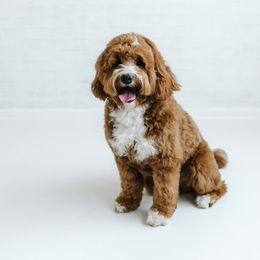 Cody - Goldendoodle