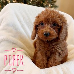 Piper - Goldendoodle puppy from Supreme Doodles