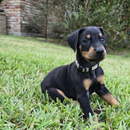 Grey collar black male - Black and rust male Doberman Pinscher puppy in Houston, Texas from Draggin Dobermans & Great Danes
