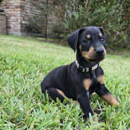 Grey collar black male - Black and rust male Doberman Pinscher puppy in Houston, Texas from Draggin Dobermans & Great Danes