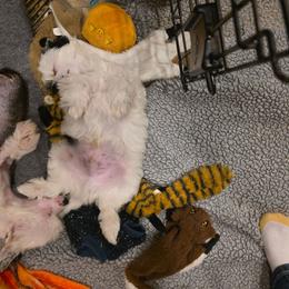 Frosty - White and black male Chinese Crested puppy in Utah from Mlee puppies