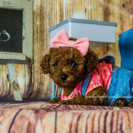 Poodle Puppies from Southern Girls Poodles