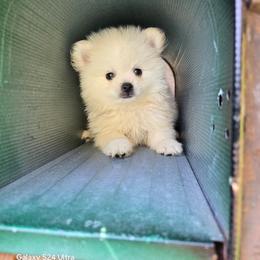 Georgie - White male Pomeranian puppy in San Diego, California from Socalpoms