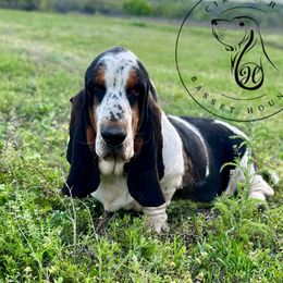 Fred - Basset Hound