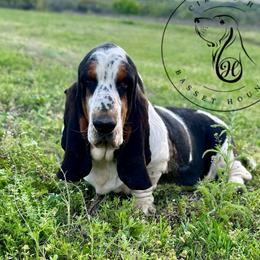 Fred - Basset Hound