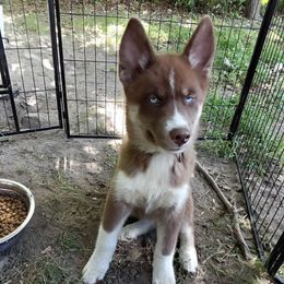 Pretzel - Brown and white female Siberian Husky puppy in Rochester, Indiana from Dances With Huskies