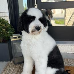 Sheepadoodles from Marzadoodle
