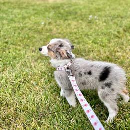 Toy Australian Shepherd All Grown Up from Alexandra Meadors