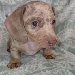 Isabella dapple - Dapple male Dachshund puppy in De Beque, Colorado from ITSAR Ranch