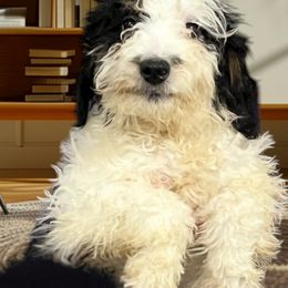 Ellen - Black white and tan female Cockapoo puppy in Connersville, Indiana from MoonShine Babies