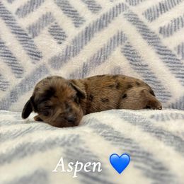 Aspen - Dapple male Dachshund puppy in Aiken, South Carolina from State Eight Dachshunds