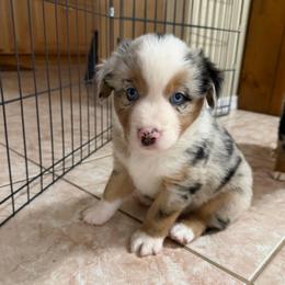Kona - Blue merle male Miniature Australian Shepherd puppy in Apache Junction, Arizona from Circle T Mini Aussies