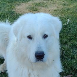 Diesel - Maremma Sheepdog