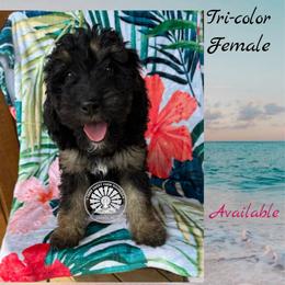 St. Lucia - Tri-color female Bernedoodle puppy in Godwin, North Carolina from Farm Sweet Farm Doodles