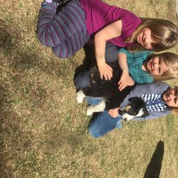 Australian Shepherd Puppies from Highline