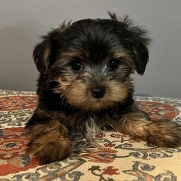Morkie Puppies from McConnell’s Morkies