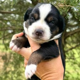 Boone Boone - Black tri-color female Australian Shepherd puppy in Newton, Mississippi from Bright Star Aussies
