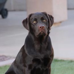 Labrador Retrievers from Sinagua Labradors