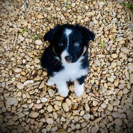 Miniature Australian Shepherd Puppies from Arch Hill Mini Aussies