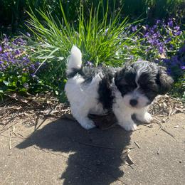 Lucas - Parti male Poodle puppy in Lawrenceburg, Tennessee from LUV Poodles and Maltipoos