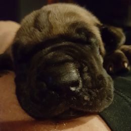 Doberman Pinscher and Great Dane Puppies from Draggin Dobermans & Great Danes