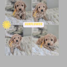 Sunflower - Apricot female Goldendoodle puppy in Newdale, Idaho from Canyon Creek Puppies