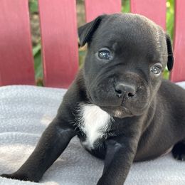 Boy 3 - Brindle male Staffordshire Bull Terrier puppy in Houston, Texas from Breaking Bad Staffords