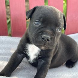Boy 3 - Brindle male Staffordshire Bull Terrier puppy in Houston, Texas from Breaking Bad Staffords