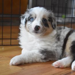 Australian Shepherd Puppies from Libby’s Aussies