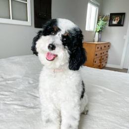 River - Poodle