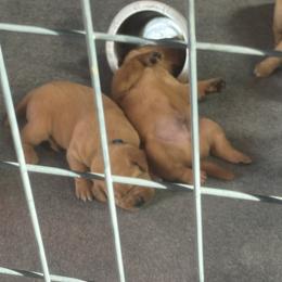 Red - Yellow male Labrador Retriever puppy in Nova, Ohio from Cary’s Buck Creek Farm LLC