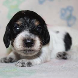 Boy 3 - Black and tan male Dachshund puppy in Craig, Colorado from Rocky Mountain Shih Tzus and Dry Creek Miniature Dachshunds