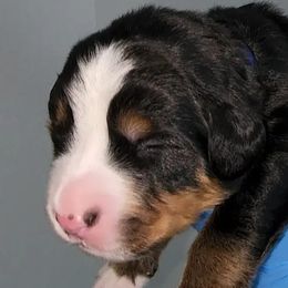Blue Boy George - Bernese Mountain Dog puppy in Las Vegas, Nevada from Rogarci Berners Ranch