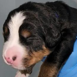 Blue Boy George - Bernese Mountain Dog puppy in Las Vegas, Nevada from Rogarci Berners Ranch