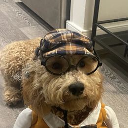 Cockapoo and Goldendoodle All Grown Up from Puppy Power Kennels