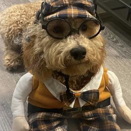 Cockapoo and Goldendoodle All Grown Up from Puppy Power Kennels