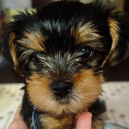 Dean Martin - Black and tan male Yorkshire Terrier puppy in Bakersfield, California from Central Valley Yorkies