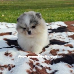 Frankie - Blue merle male Pomeranian puppy in Los Angeles, California from Pommies of LA