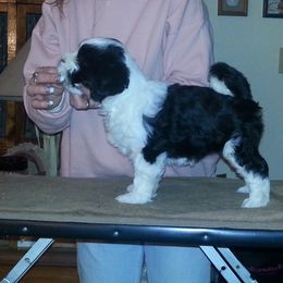 "Figgy, 7 weeks old" Tibetan Terrier Puppies from Arkeden Tibetan Terriers