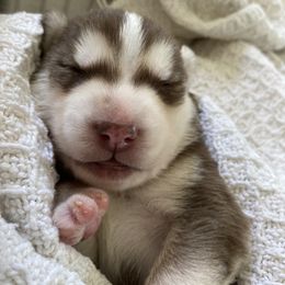 Siberian Husky Puppies from K & Zs Wolfgang Huskies