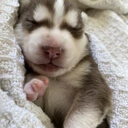 Siberian Husky Puppies from K & Zs Wolfgang Huskies