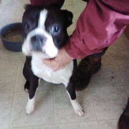 Tokkat - Boston Terrier